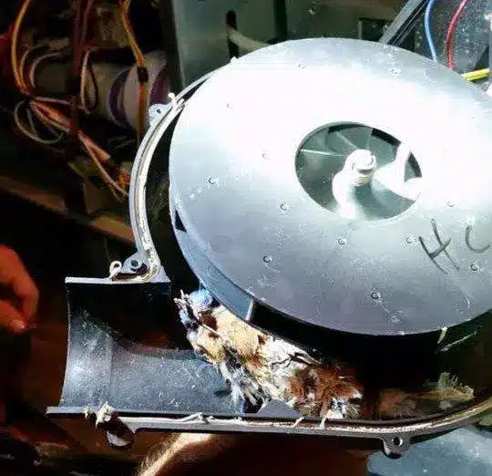bird in hvac