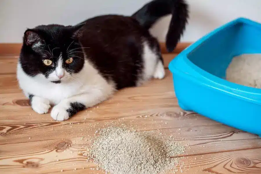 A black and white cat sitting next to a litter box.