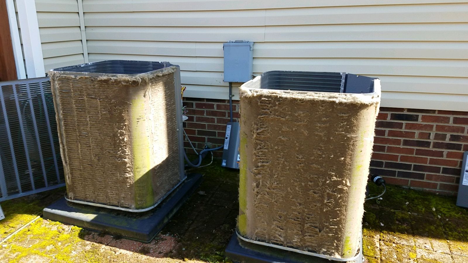 Pollen in North Carolina