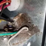 mouse that died chewing wires in an hvac unit