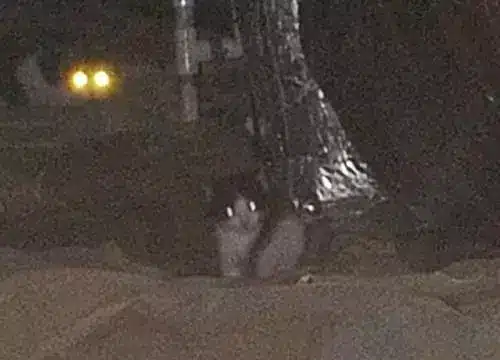 A cat is sitting in a tent at night.