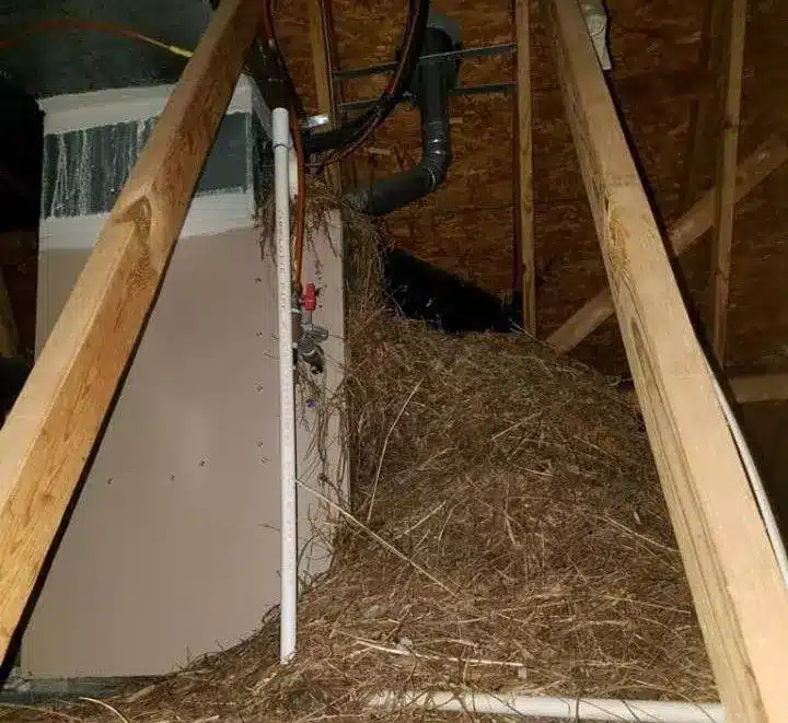 big nest of sticks and straw in the attic right next to a furnace
