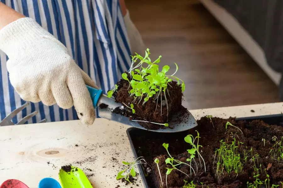 A woman is planting seedlings in a pot.