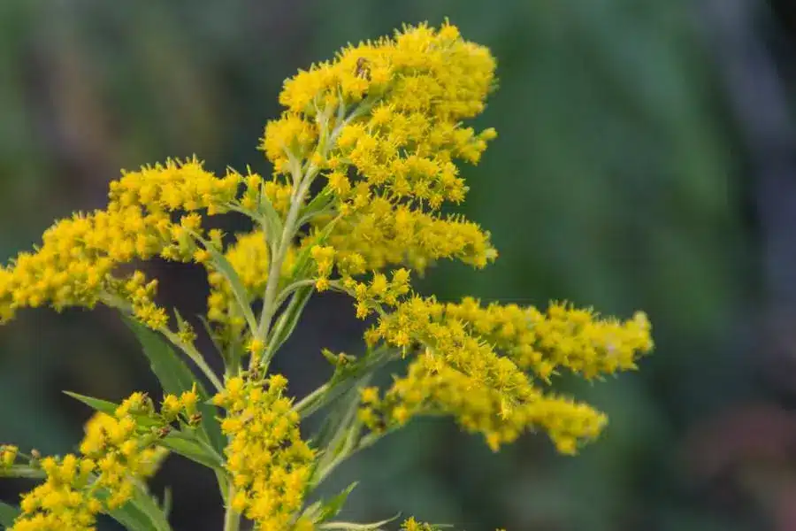 A close up of a yellow flower.