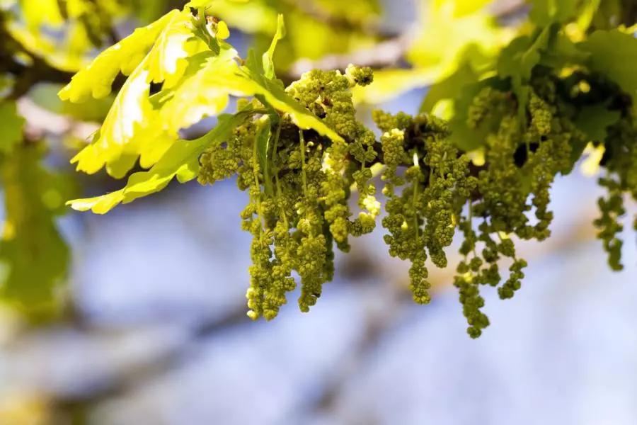 A branch of oak trees with green leaves and berries.