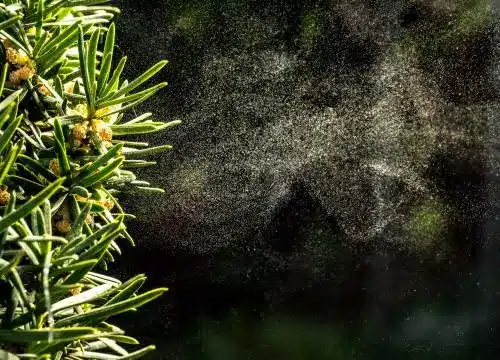 A close up of a tree with a spray of smoke.