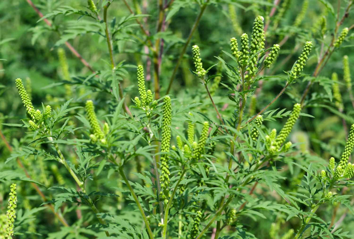 Young ragweed plants with budding green spikes, surrounded by other lush vegetation.